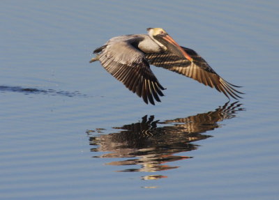 Brown Pelican in Flight 01