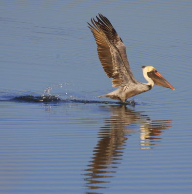 Brown Pelican Landing 01