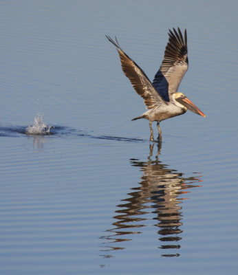 Brown Pelican takeoff 02