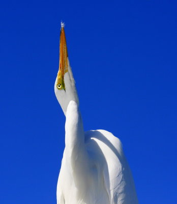Great Egret. 09