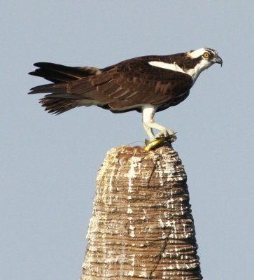 Osprey with fish 01