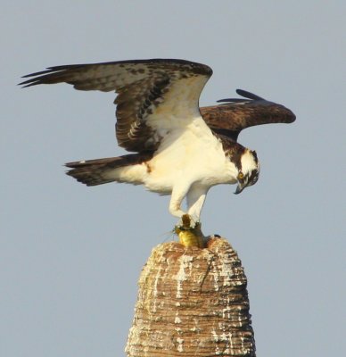 Osprey with fish 02