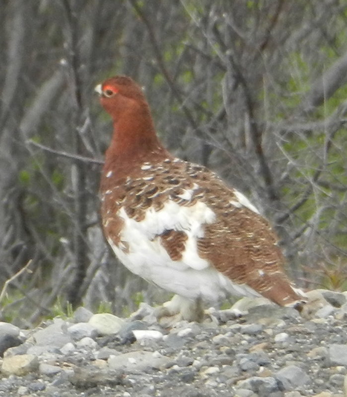 Willow Ptarmigan.JPG