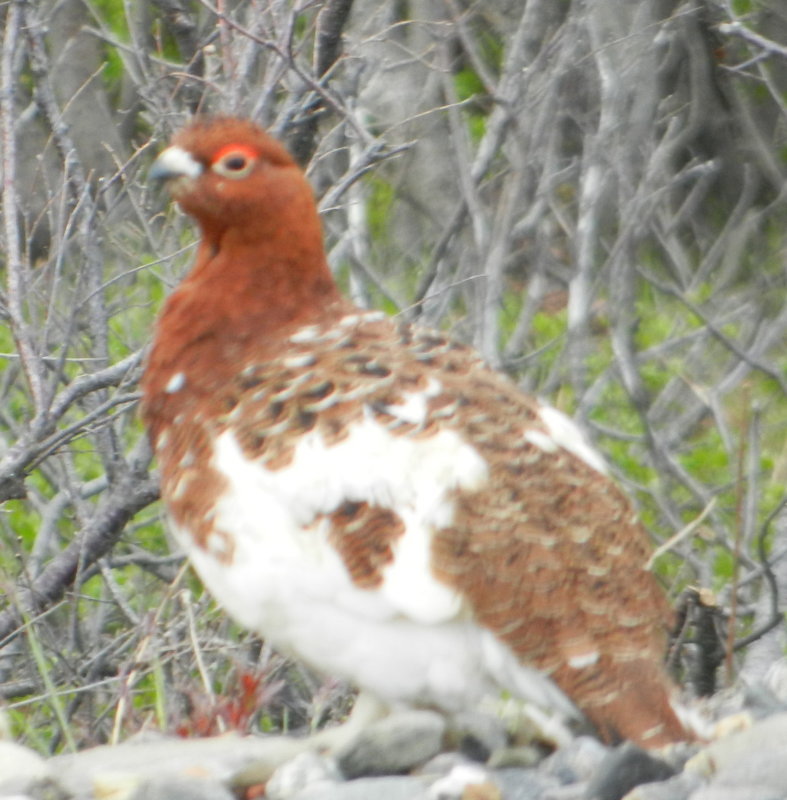 Willow Ptarmigan 2.JPG