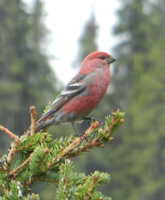 Pine Grosbeak m 4.JPG