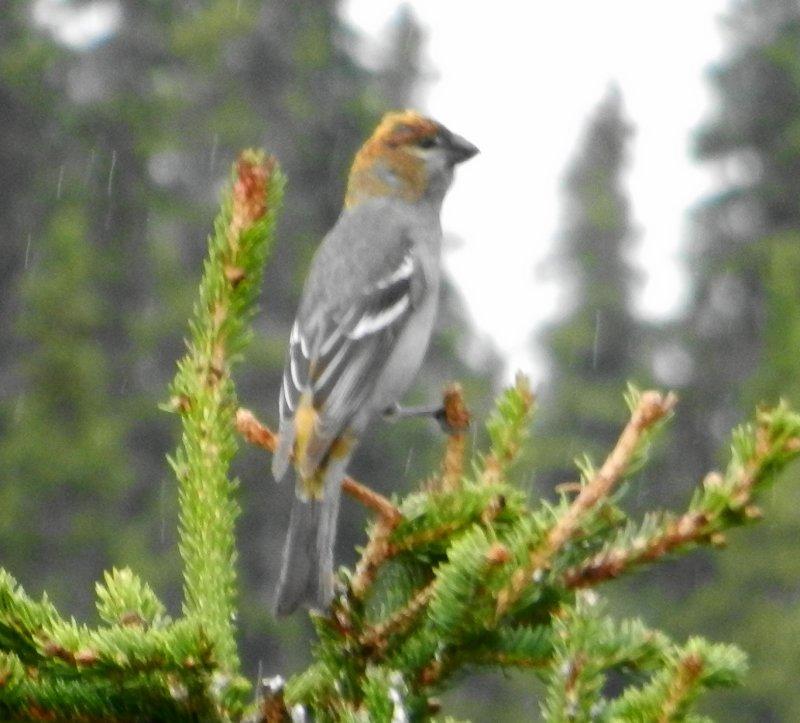Pine Grosbeak 5.JPG