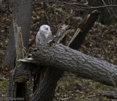 Merrill Creek Snowy Owl