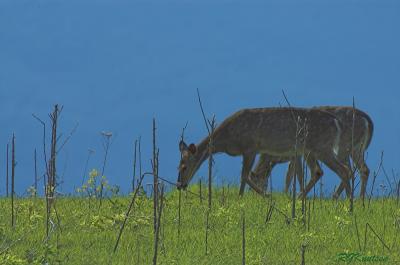 Big Meadow deer