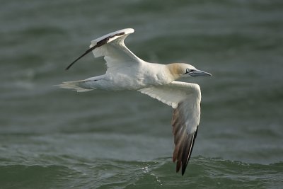 Sulidae (gannets, boobies)