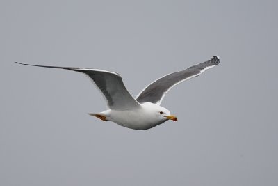 Lesser Black-backed Gull (Kleine Mantelmeeuw)