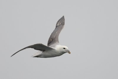 Northern Fulmar (Noordse Stormvogel)