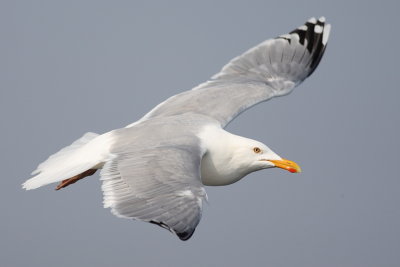 Herring Gull (Zilvermeeuw)