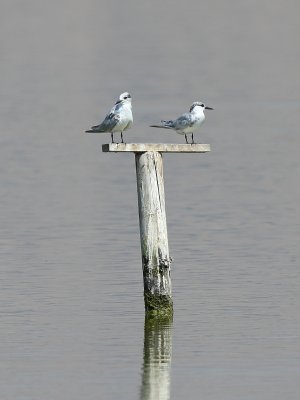 Whiskered Tern (Witwangstern)