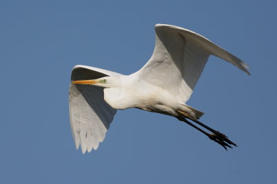 Great Egret (Grote Zilverreiger)