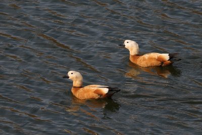 Ruddy Shelduck (Casarca)