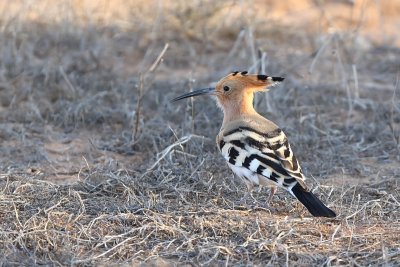 Eurasian Hoopoe (Hop)