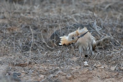 Eurasian Hoopoe (Hop)