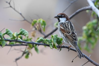 Spanish Sparrow (Spaanse Mus)