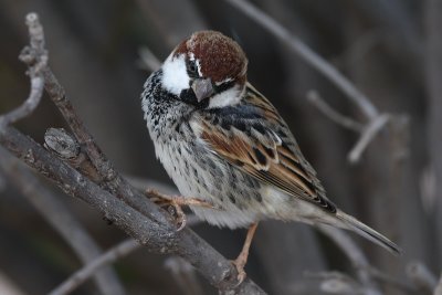 Spanish Sparrow (Spaanse Mus)
