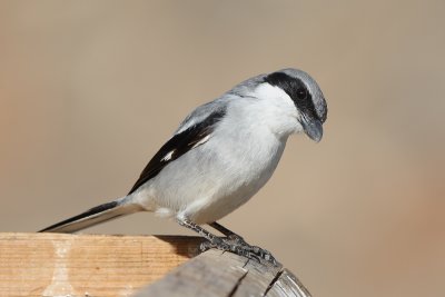 Canary Islands Grey Shrike (Canarische Klapekster)