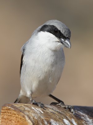 Canary Islands Grey Shrike (Canarische Klapekster)