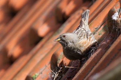 Alpine Accentor (Alpenheggemus)