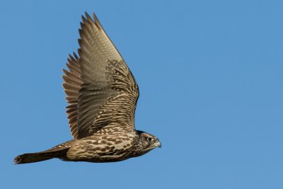 Falconidae (falcons)