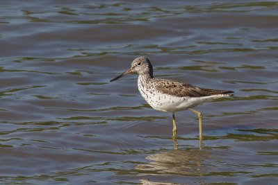 Common Greenshank (Groenpootruiter)