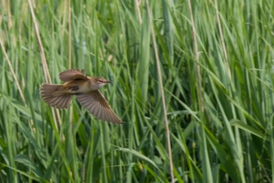 Great Reed Warbler (Grote Karekiet)