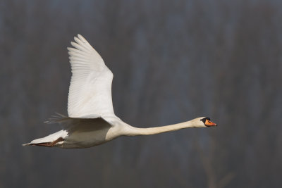 Mute Swan (Knobbelzwaan)
