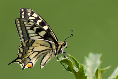 Butterflies (Vlinders)