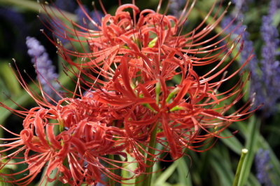 Fleurs