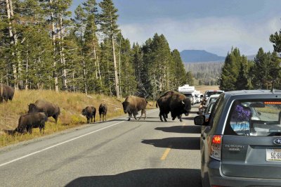 Yellowstone traffic.