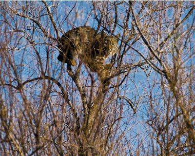 Treed bobcat