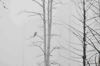 osprey in a fog