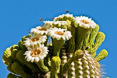 Saguaro pollination