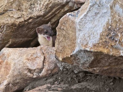 long tailed weasel, Bear Lake Utah