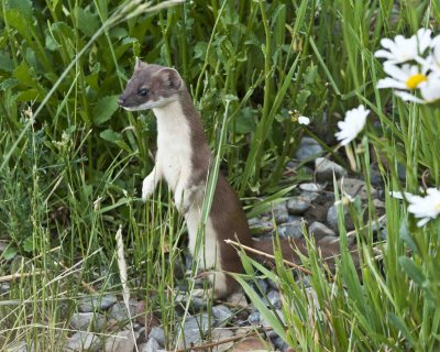 long tailed weasel, Bear Lake Utah