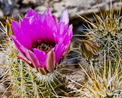 Cactus bloom_2.JPG