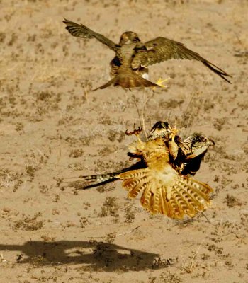 Hawk attack