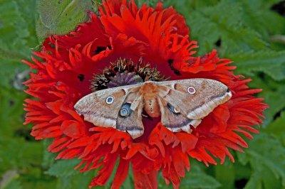 Sicamous BC moth-transparent eyes