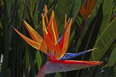 bird of paradise