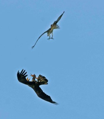 Osprey vs bald eagle