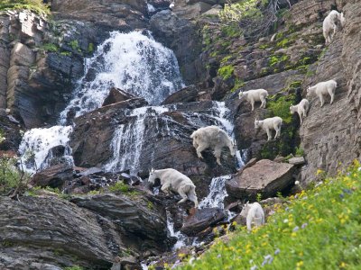 Showering mt. goats