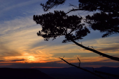 tree sunset 2.jpg