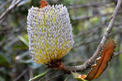 banksia close.jpg