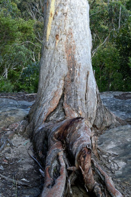 cross legs tree1.jpg