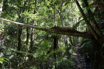 sideways tree & photographer s.jpg