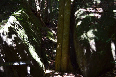 twin rocs & tree being s.jpg