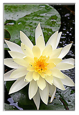 lotus with insects 2 f.jpg